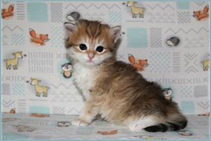 Female Siberian Kitten from Deedlebug Siberians 